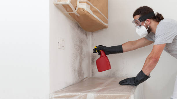 Professional Attic Mold Remediation technician working in Chelsea, MA