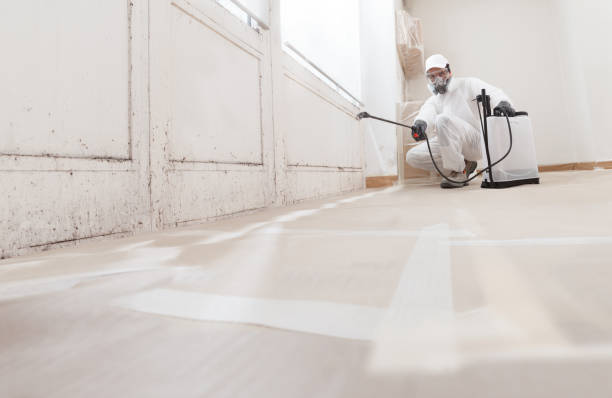 24/7 Emergency Attic Mold Remediation experts in Chelsea, MA